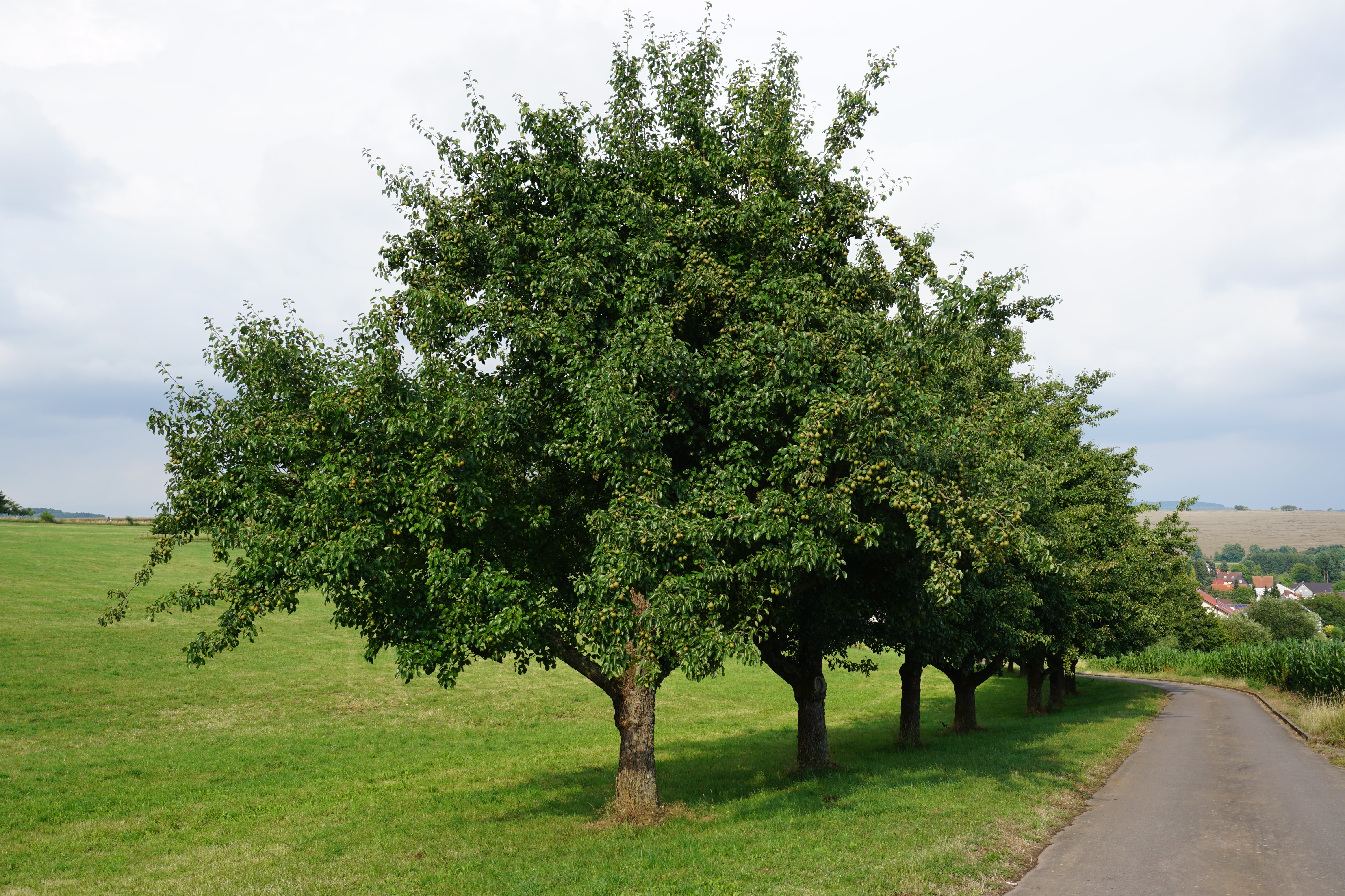 Obst-Edelbrennerei