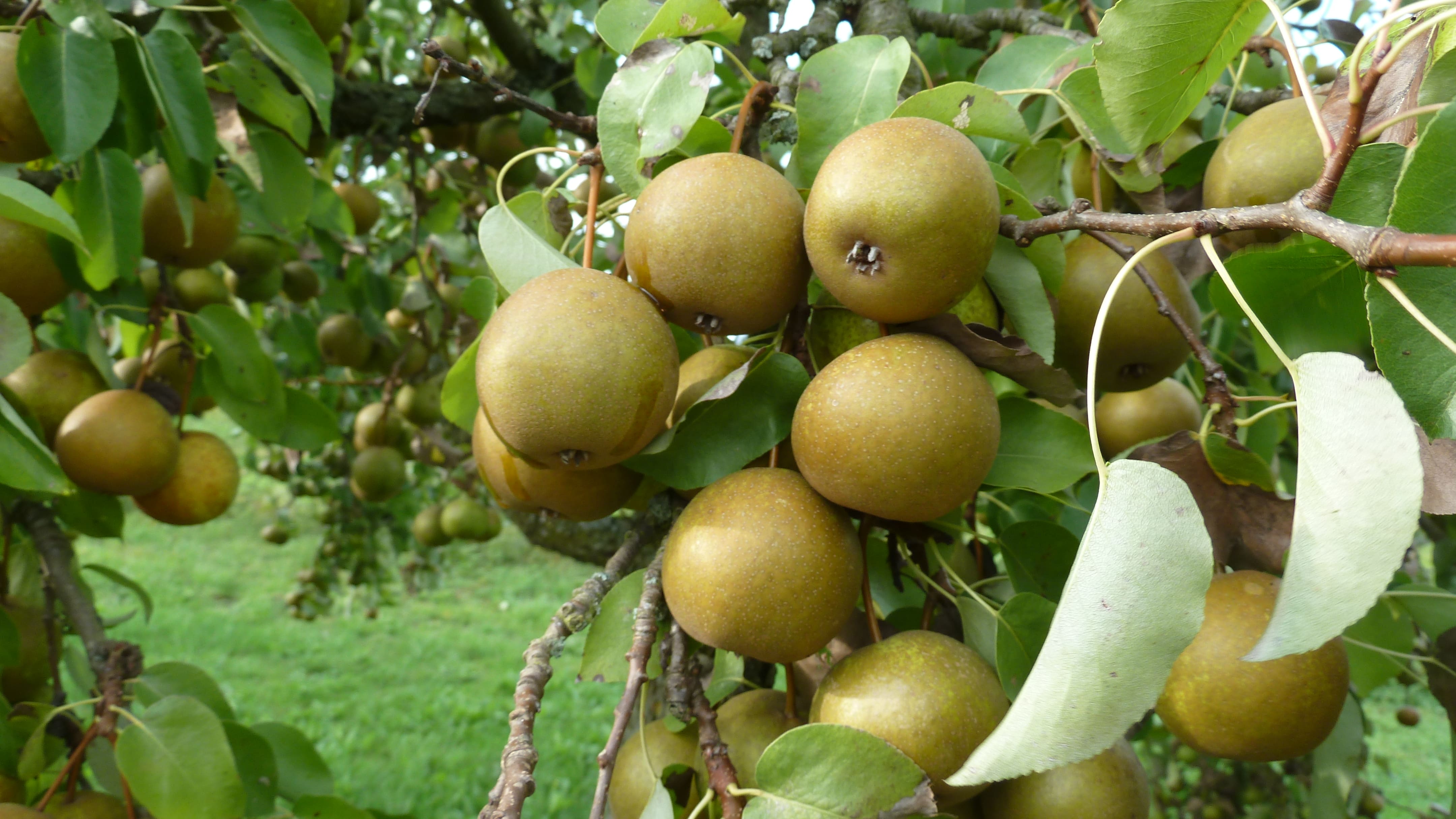 Obst-Edelbrennerei